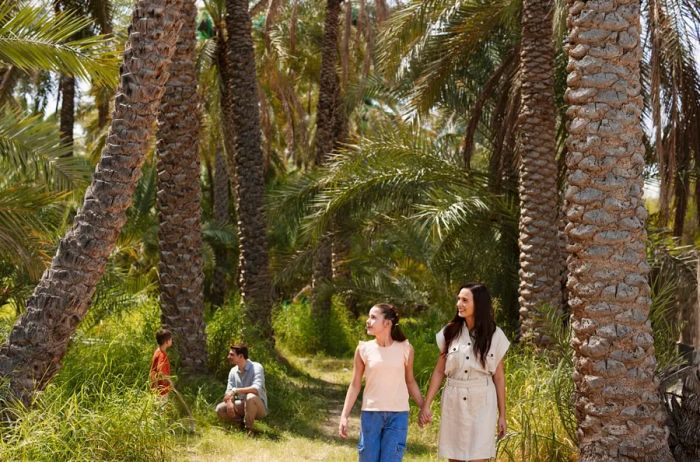 Discovering Al Ain Oasis