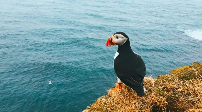 A puffin perched on a coastal cliff in Iceland