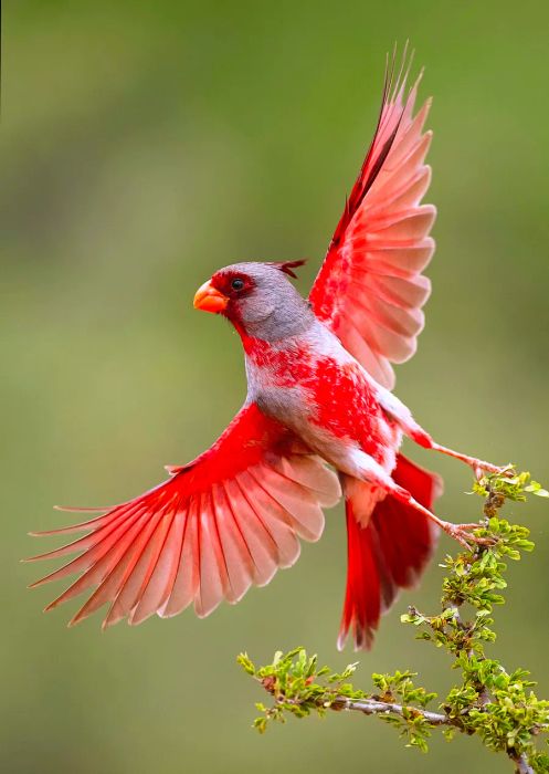 Padre Island is famous for its exceptional birdwatching opportunities.