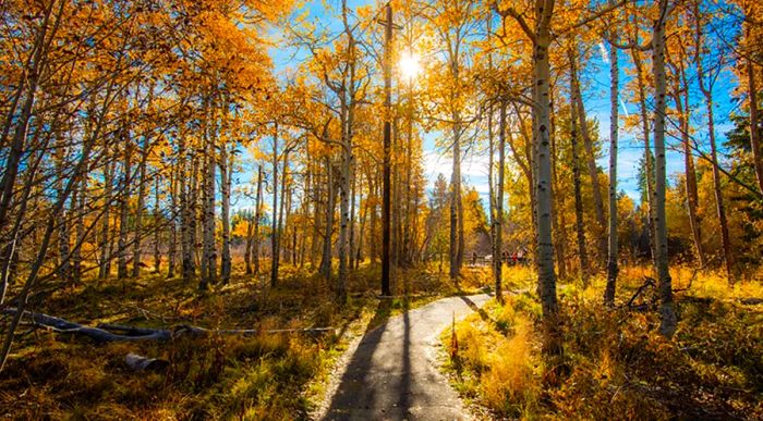 A pathway lined with vibrant yellow trees near Lake Tahoe, California.