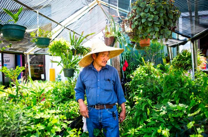 A gardener tending to plants in the greenhouse at the Hmong Marketplace