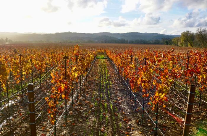 Vibrant rows of grapevines at a vineyard in Sonoma, California, displaying shades of red and yellow.