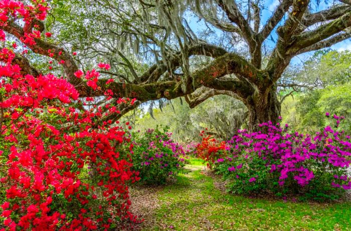 Magnolia Plantation and Gardens