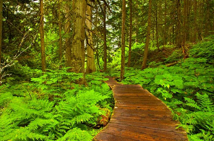 Wooden boardwalk winding through the forest in Mount Revelstoke National Park.