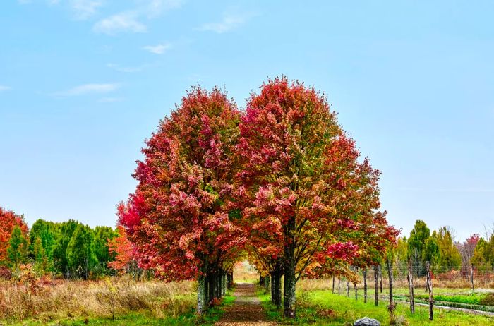 Maple Lane at Wildflower Farms