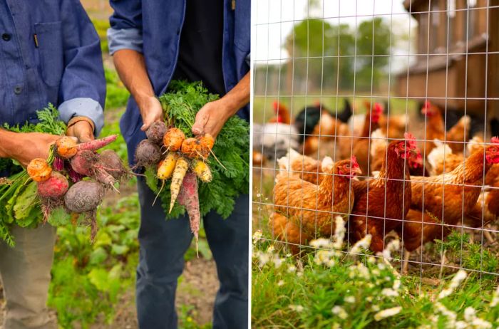 Farmers holding produce and chickens