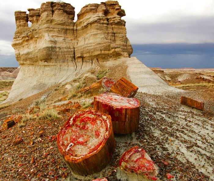 Petrified Forest National Park