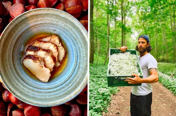 Foraging for Lions Mane mushrooms with kombu, Jason Renwick explores the forest.