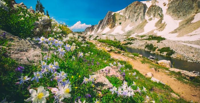 Enjoy a summer hike along the Lakes Trail in the Snowy Range Mountains near Laramie, Wyoming, where the path meanders through meadows adorned with colorful flowers beneath Medicine Bow Peak.