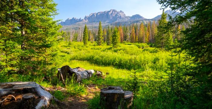 Summer view of Shoshone National Forest in the Brooks Falls area near Dubois.