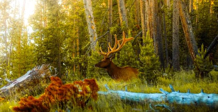 Bull elk in Yellowstone National Park.