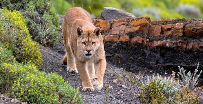 There have been no recorded puma attacks on humans within Torres del Paine National Park.