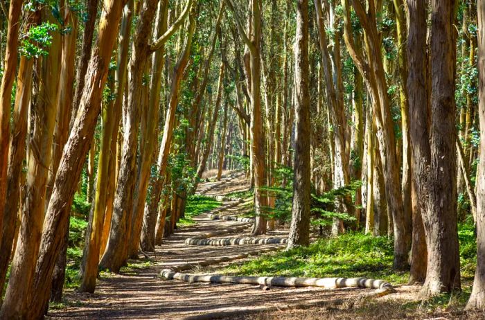 Andy Goldsworthy's <i>Wood Line</i> can be found along the Lovers' Lane trail in the Presidio.