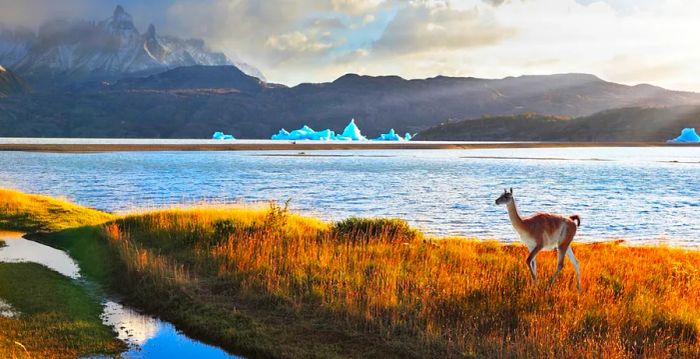 A guanaco relaxes by the shores of Lake Grey in Torres del Paine National Park, Chile.