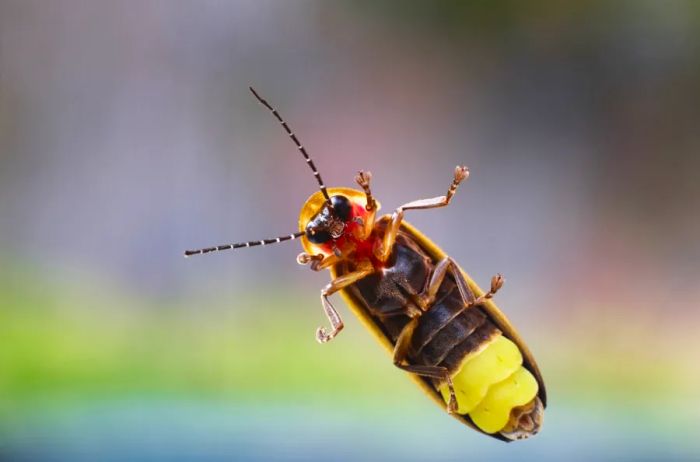 Close-up view of a firefly from below