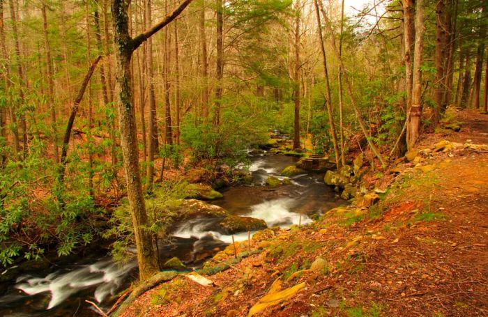 Stream flowing through the forest alongside the path