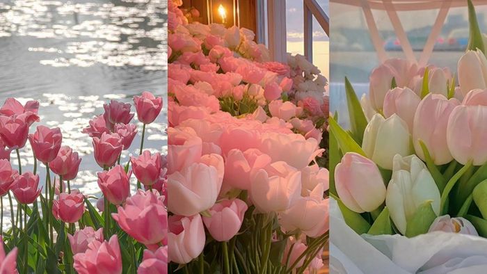 Tải ảnh hoa đẹp về điện thoại - Hình nền hoa tulip tuyệt đẹp