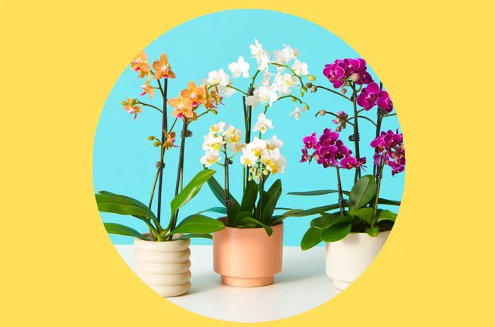 Liven up your mom’s living space with some beautiful potted flowers.