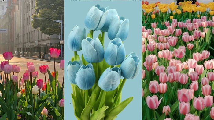 Tải ảnh hoa đẹp về điện thoại - Hình nền hoa tulip tuyệt đẹp