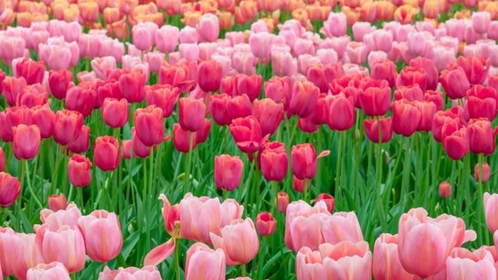 Hình nền hoa tulip mang trong mình nhiều ý nghĩa đặc biệt