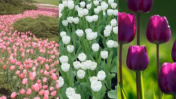 Hình nền hoa tulip mang trong mình nhiều ý nghĩa đặc biệt