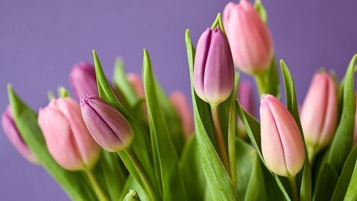 Tải ảnh hoa đẹp về điện thoại - Hình nền hoa tulip tuyệt đẹp