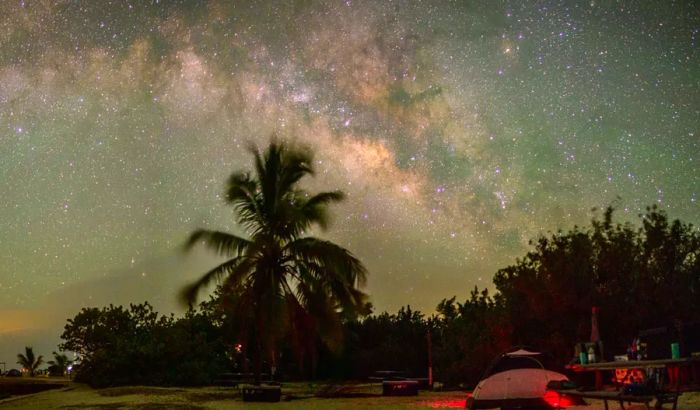 Campsite beneath a starry sky, featuring a large palm tree and the Milky Way above.