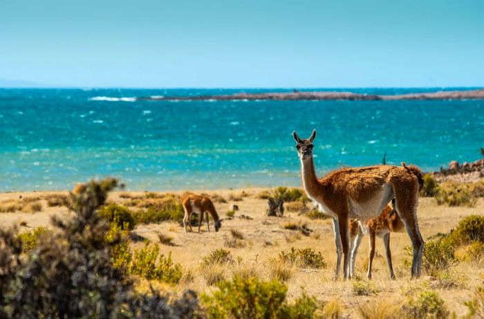 A few guanacos roam the Patagonian coast near Camarones, with the ocean stretching out in the background.