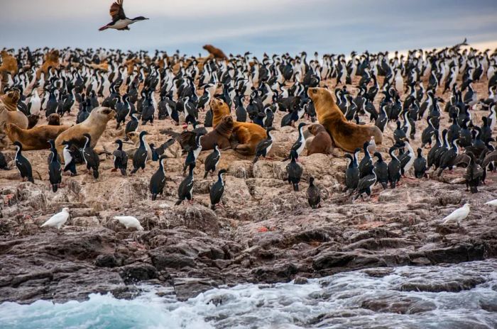 Brown sea lions amidst seabirds on Islas Blancas, near Camarones, along the Atlantic coast of Argentine Patagonia