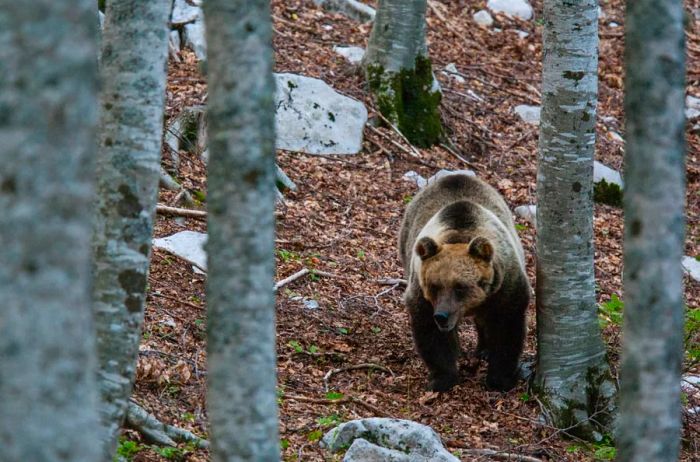 A female Marsican brown bear wanders through a forested region in Italy.