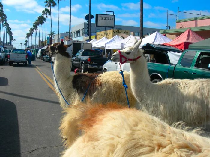 Farmers Market at Ocean Beach