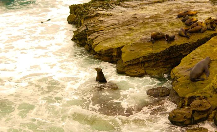 A sea lion swimming in the waters of San Diego