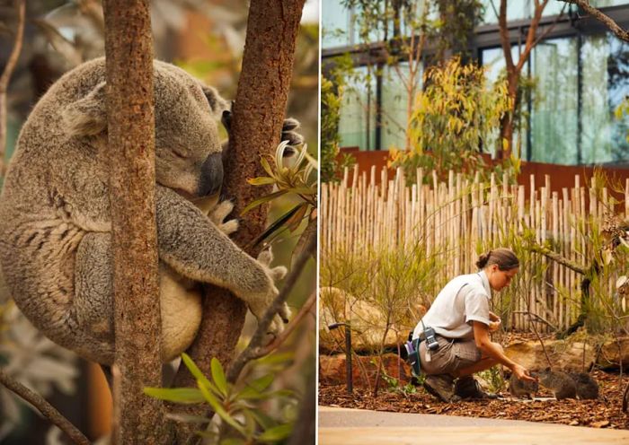 A koala bear sleeping in a tree (L) and a person hand-feeding small animals at Wildlife Retreat at Taronga Zoo.