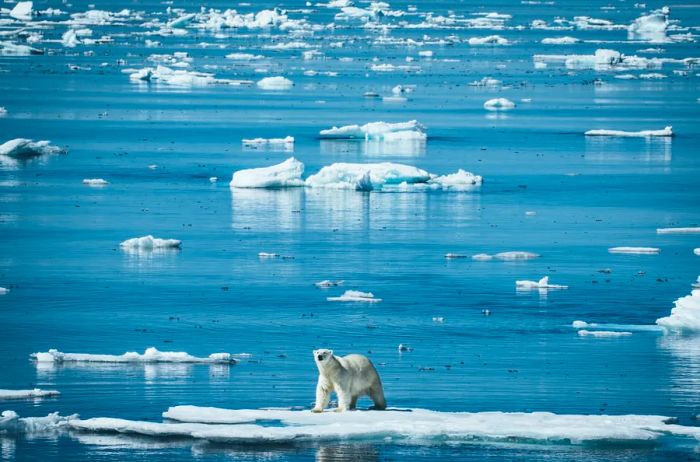 A polar bear perches on a drifting piece of ice in Arctic waters