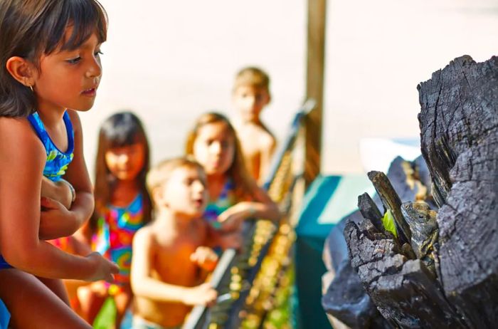 Children observe an iguana nestled among the rocks.