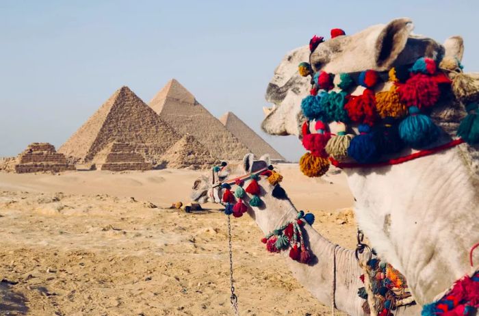 Pyramids of Giza in Egypt with ornate camels in the foreground