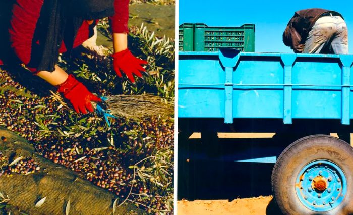 Left: A woman sorts through olives and leaves. Right: A worker loads olives into a truck.