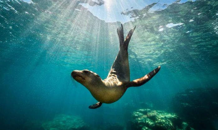 A sea lion gracefully swimming in the waters of Baja California.