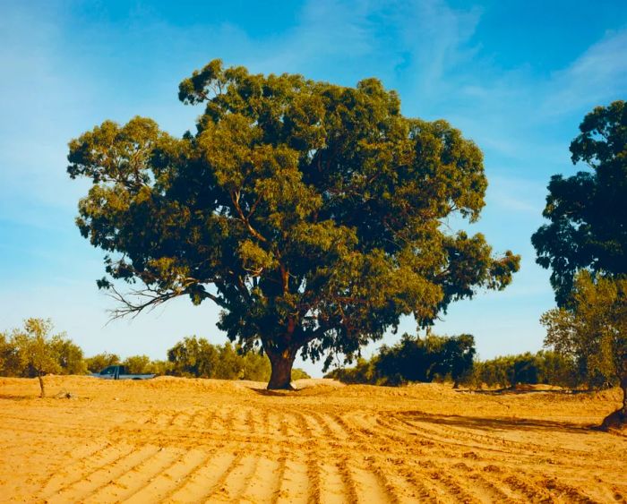 A majestic olive tree standing in a field.