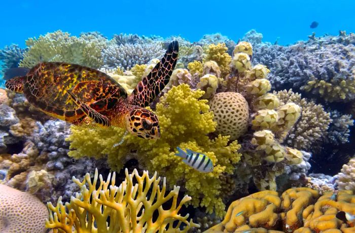 A turtle and small fish gliding through the Great Barrier Reef.