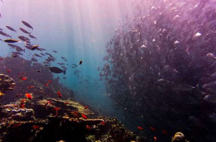 A school of fish near the coast of Malaysia