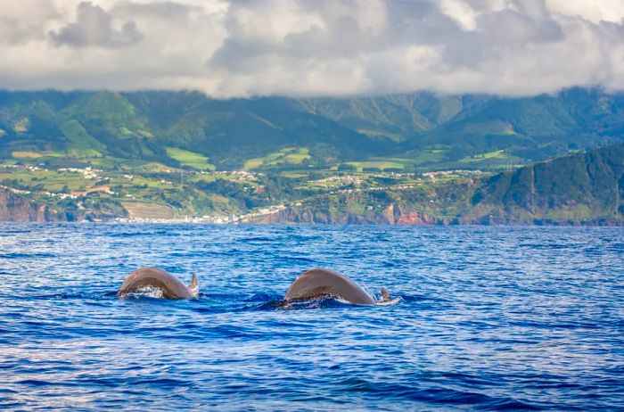 Dolphins swimming off the coast of São Miguel Island, Portugal