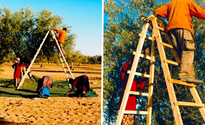 Two images depict farmers using ladders to gather olives in Tunisia.