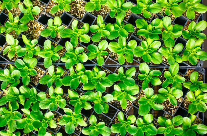 seedlings at SingleThread Farm