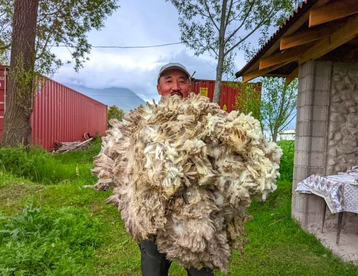 Kyrgyz shepherd Baatyrbek Akmatov stands proudly with freshly sheared wool at Jaichy Yurt Camp.