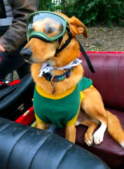 Brody the sidecar dog