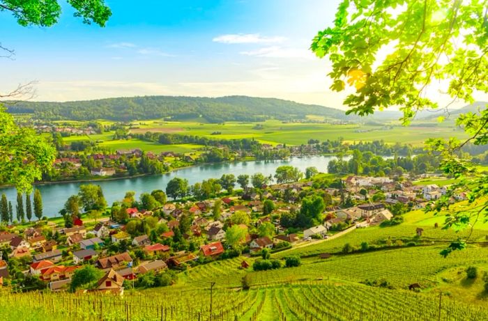 Cruising past the verdant, terraced vineyards lining the Rhine River.