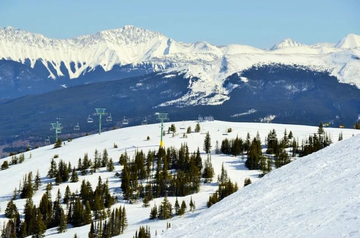 Evergreens grace the slopes at Marmot Basin, Jasper National Park