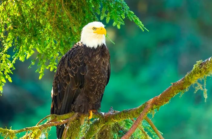 Majestic Bald Eagle