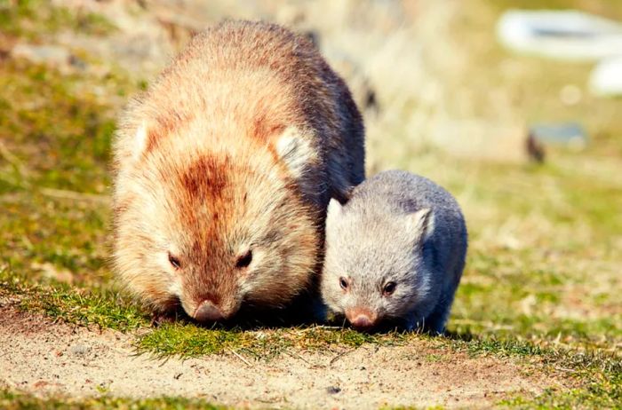 A mother wombat with her joey